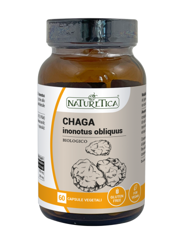 CHAGA INONOTUS OBLIQUUS NATURETICA